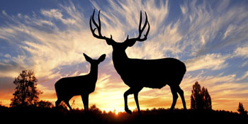 Vail Hunting