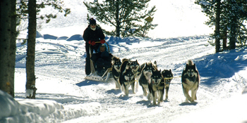 Alpine Property Management on Dillon Dog Sledding Dog Carting Activities   Lake Dillon